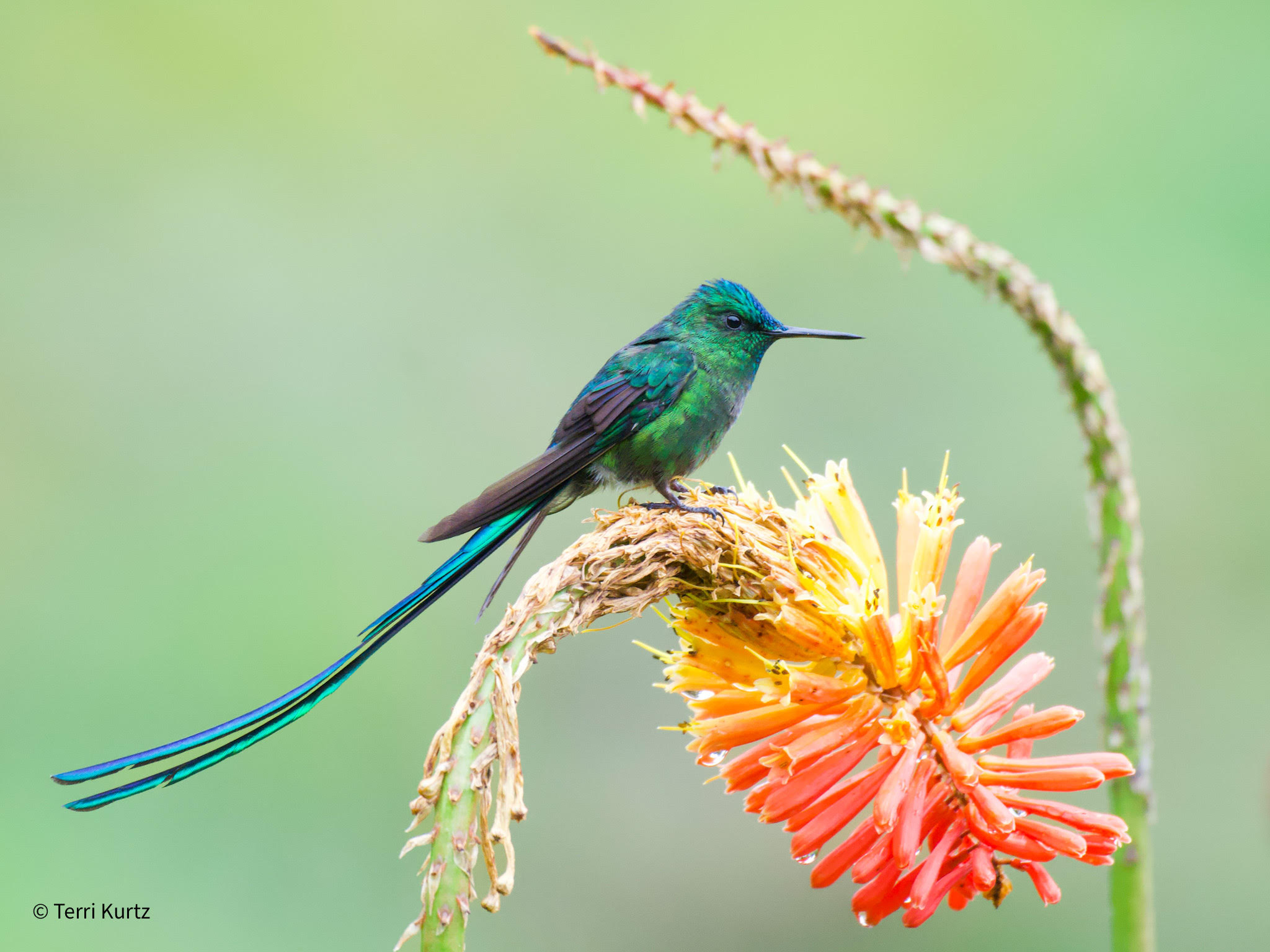Green hummingbird near a vivid orange flower