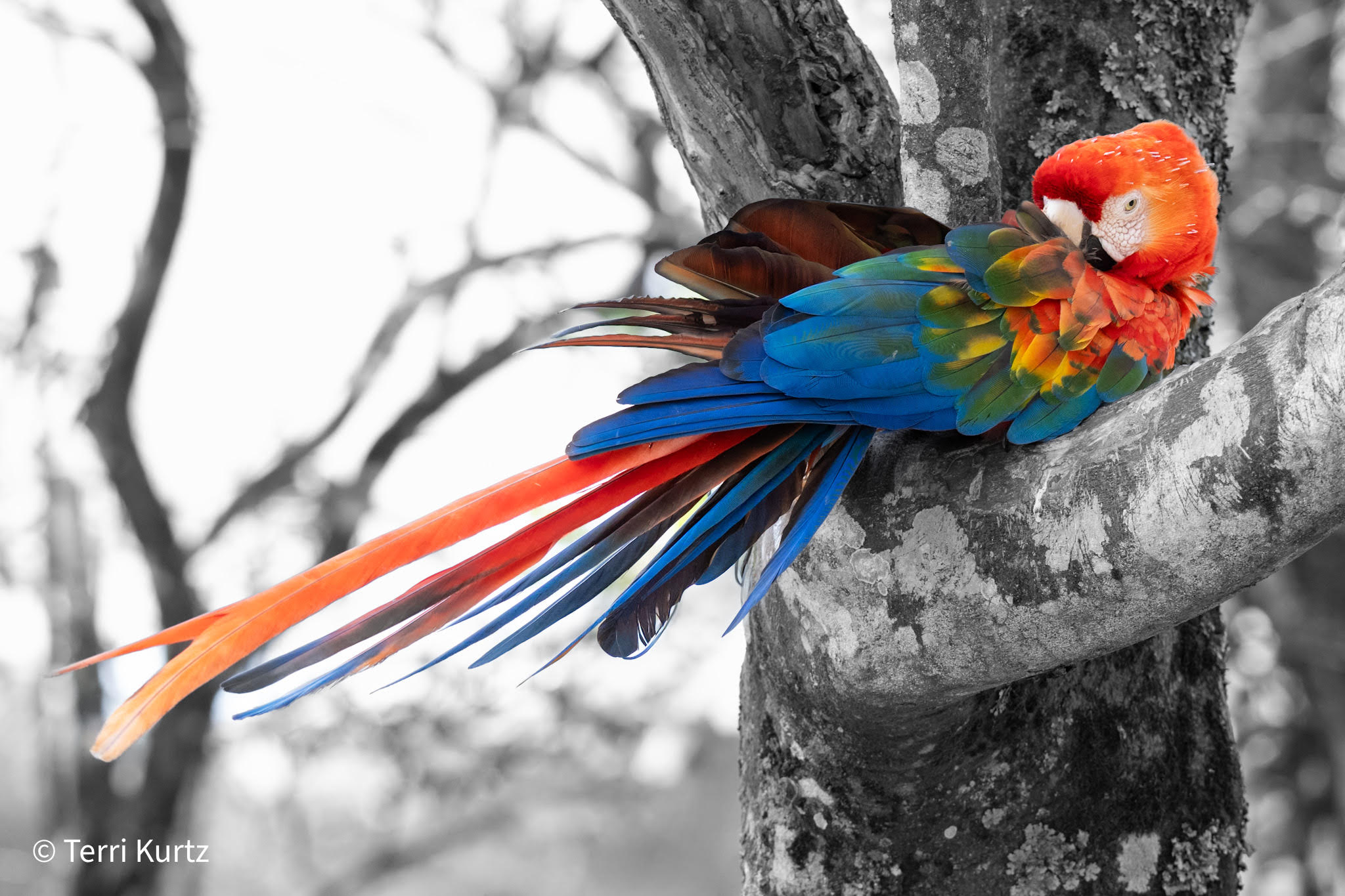 Scarlet macaw perched on a tree