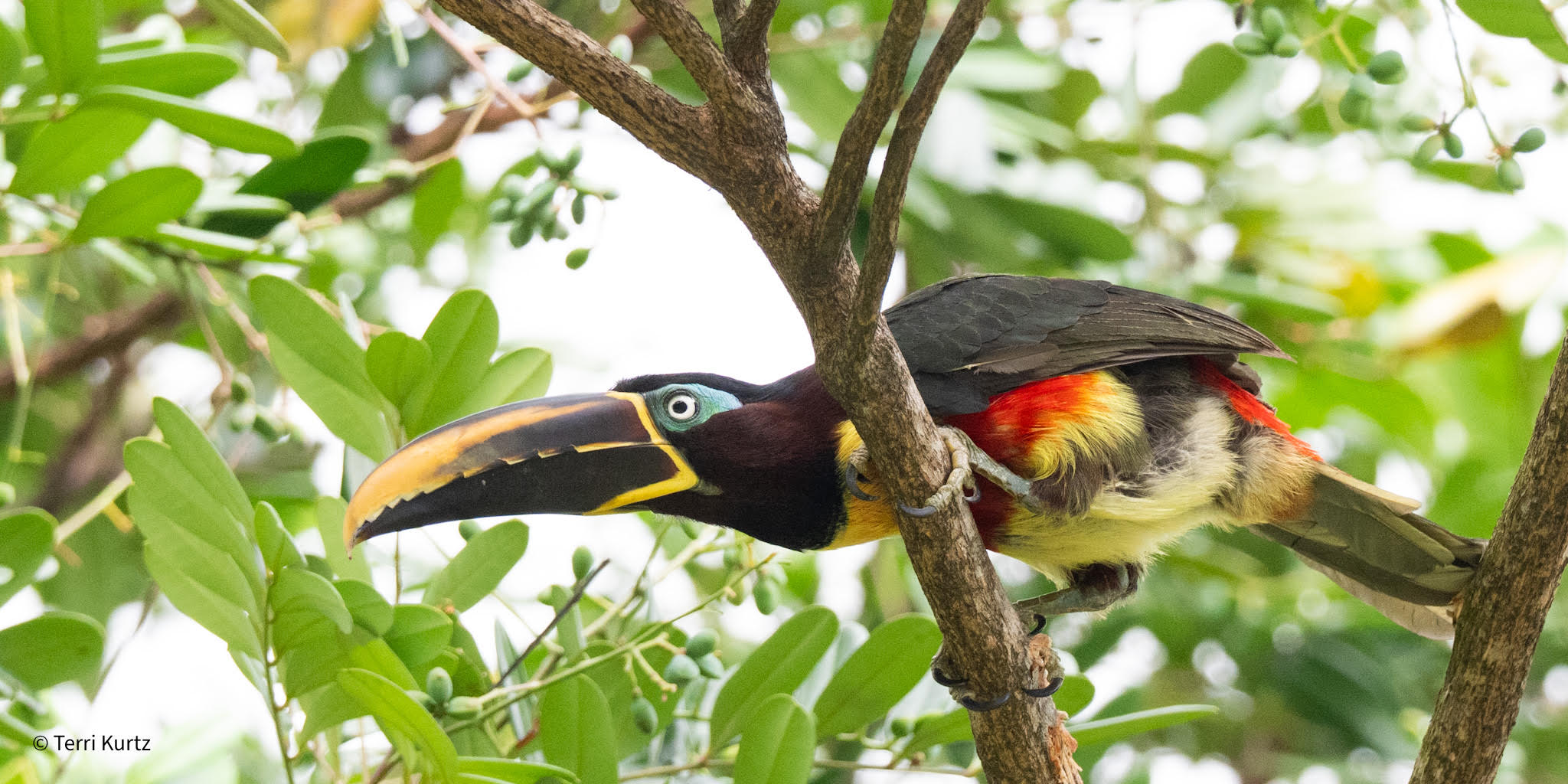Toucan on a tree